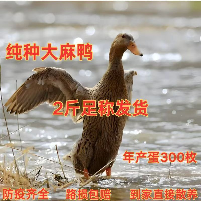 五谷喂养宠物鸭京东上门送到家。