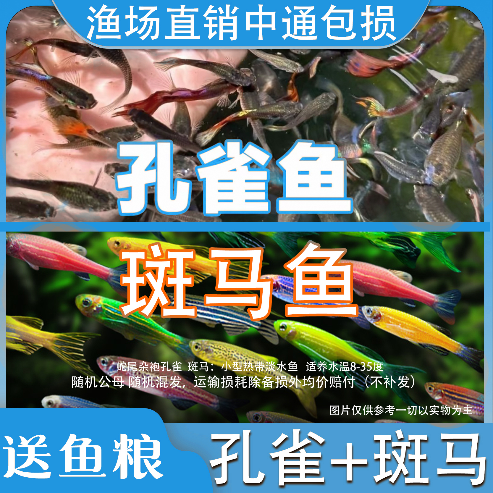 【孔雀+斑马卵胎生套餐】小型观赏冷水热带淡水糖果斑马加米奇鱼混