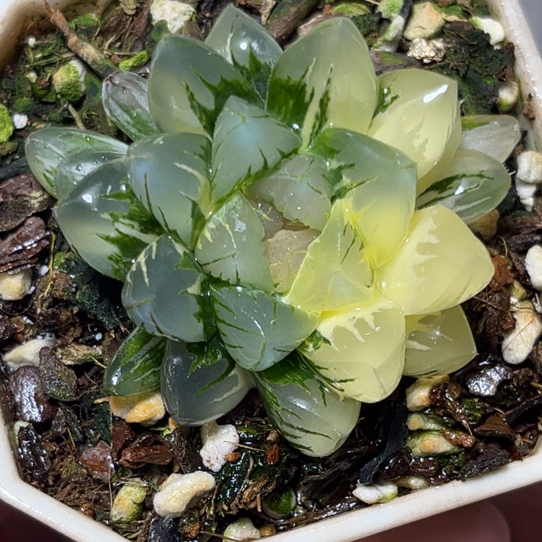 恭喜发财大吉大利607