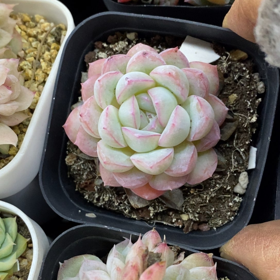 精品多肉一物一一拍不包整149