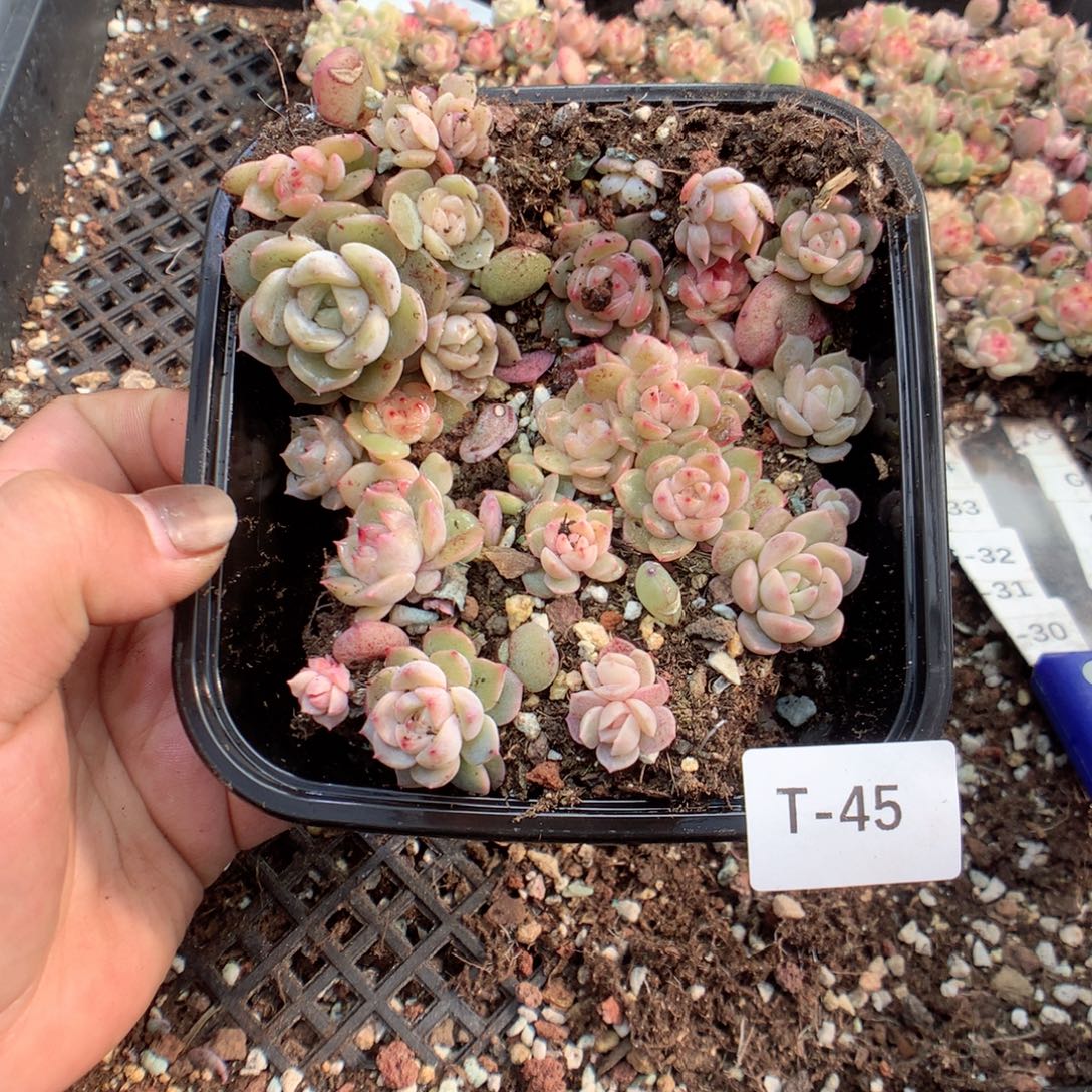 无花朵T45月英语英语