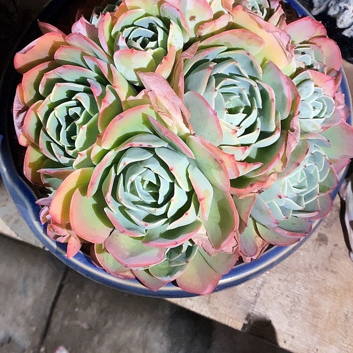 ღ*子克里斯蒂多肉植物9-8