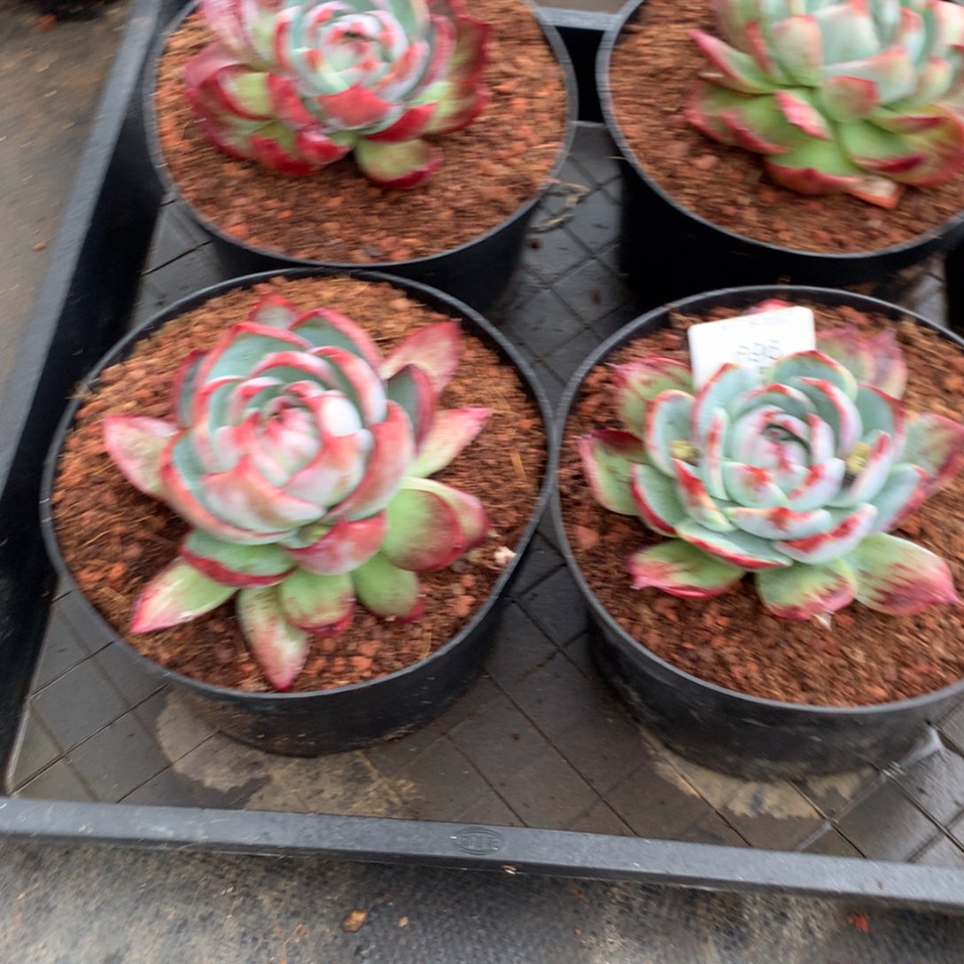 696号多肉植物4颗