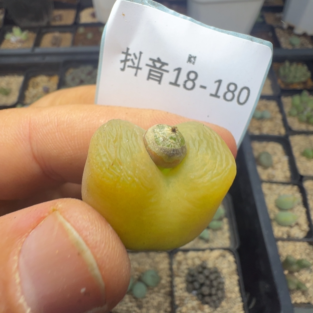 用***818-180肉锥多肉植物，