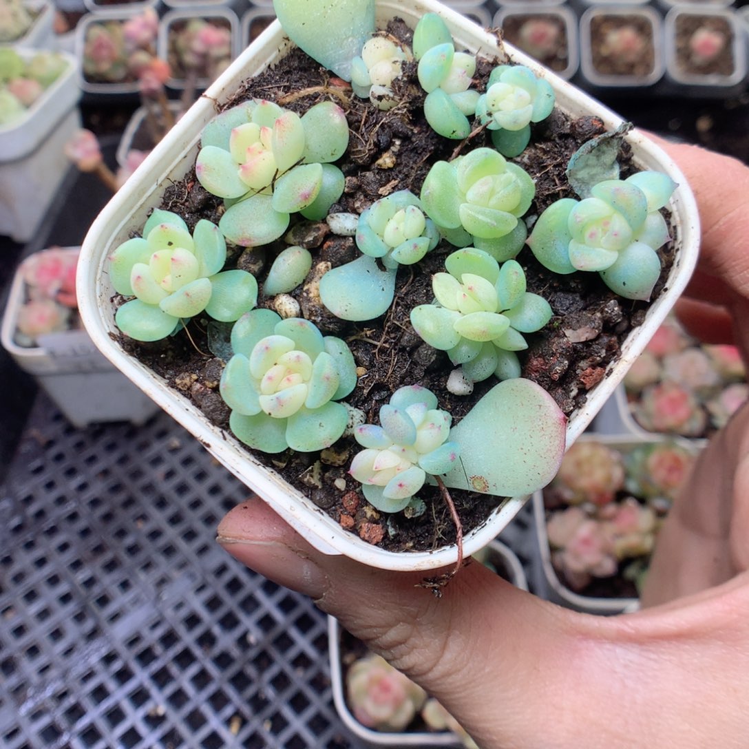 无花朵T156。瑶瑶yyyyyy