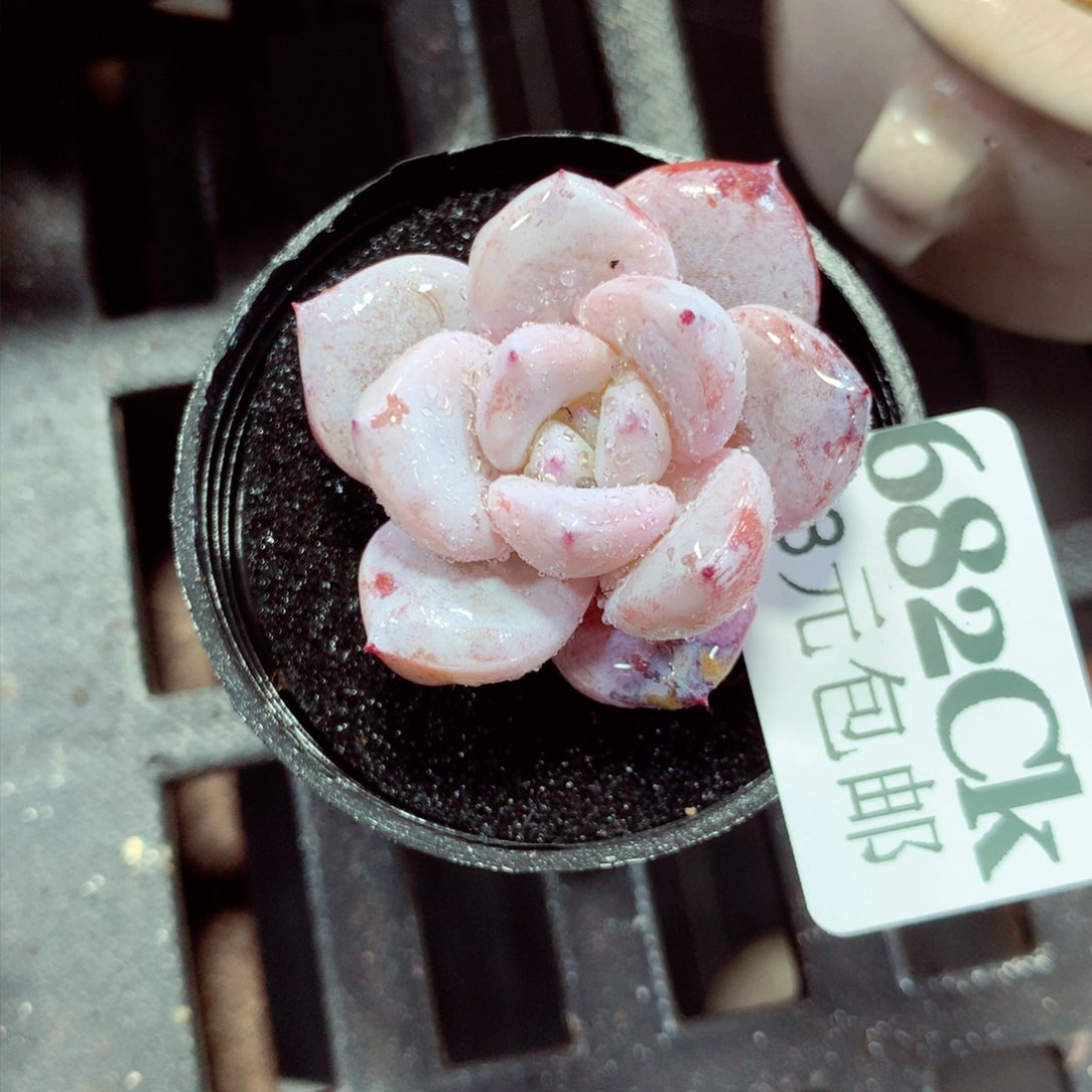 5厘米盆精控多肉682