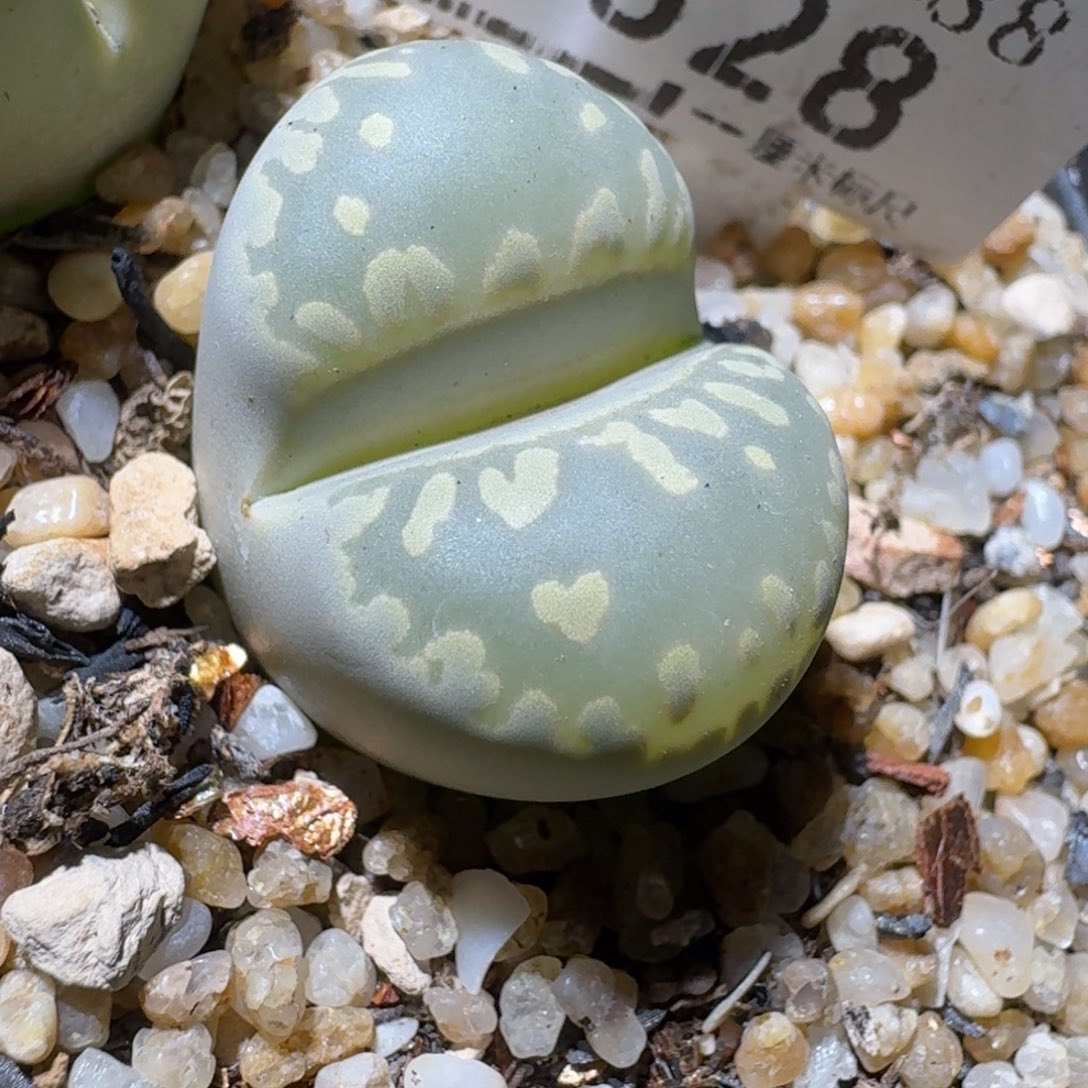 板娘亏本清货价328