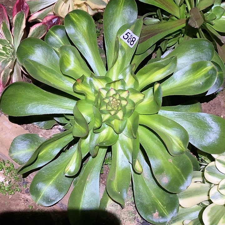 多肉植物法师588艳子锦