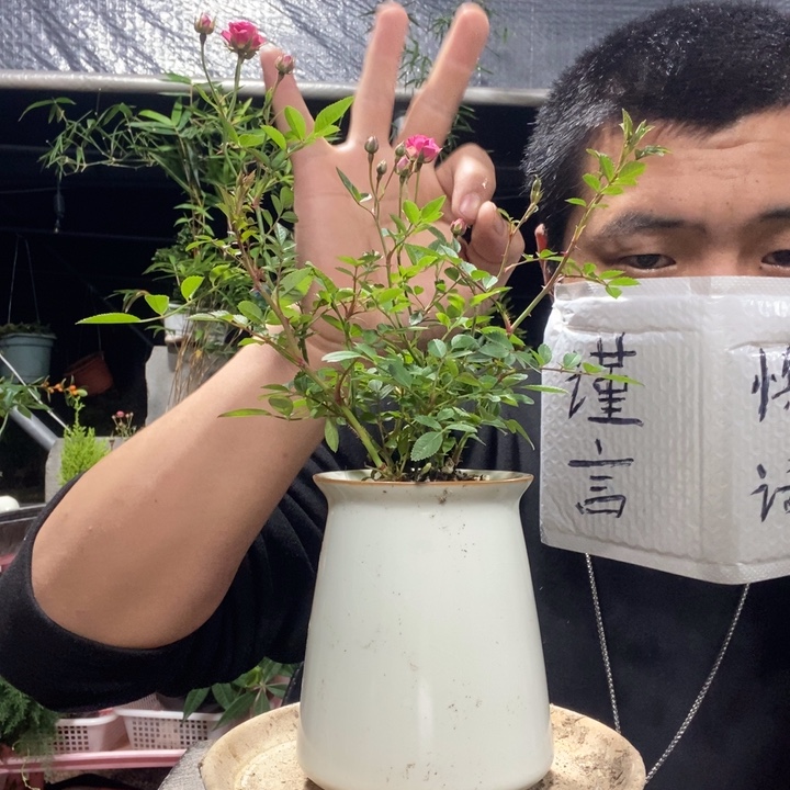 辉***姐以实际为准盆景绿植盆栽93