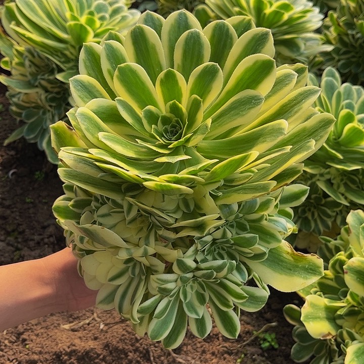 迈巴赫法师锦005