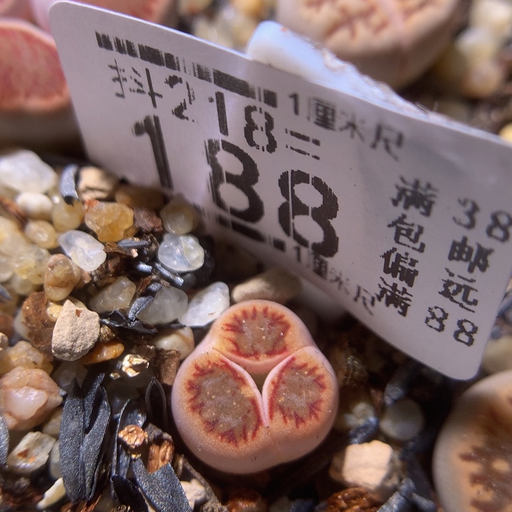 精品生石花218.188