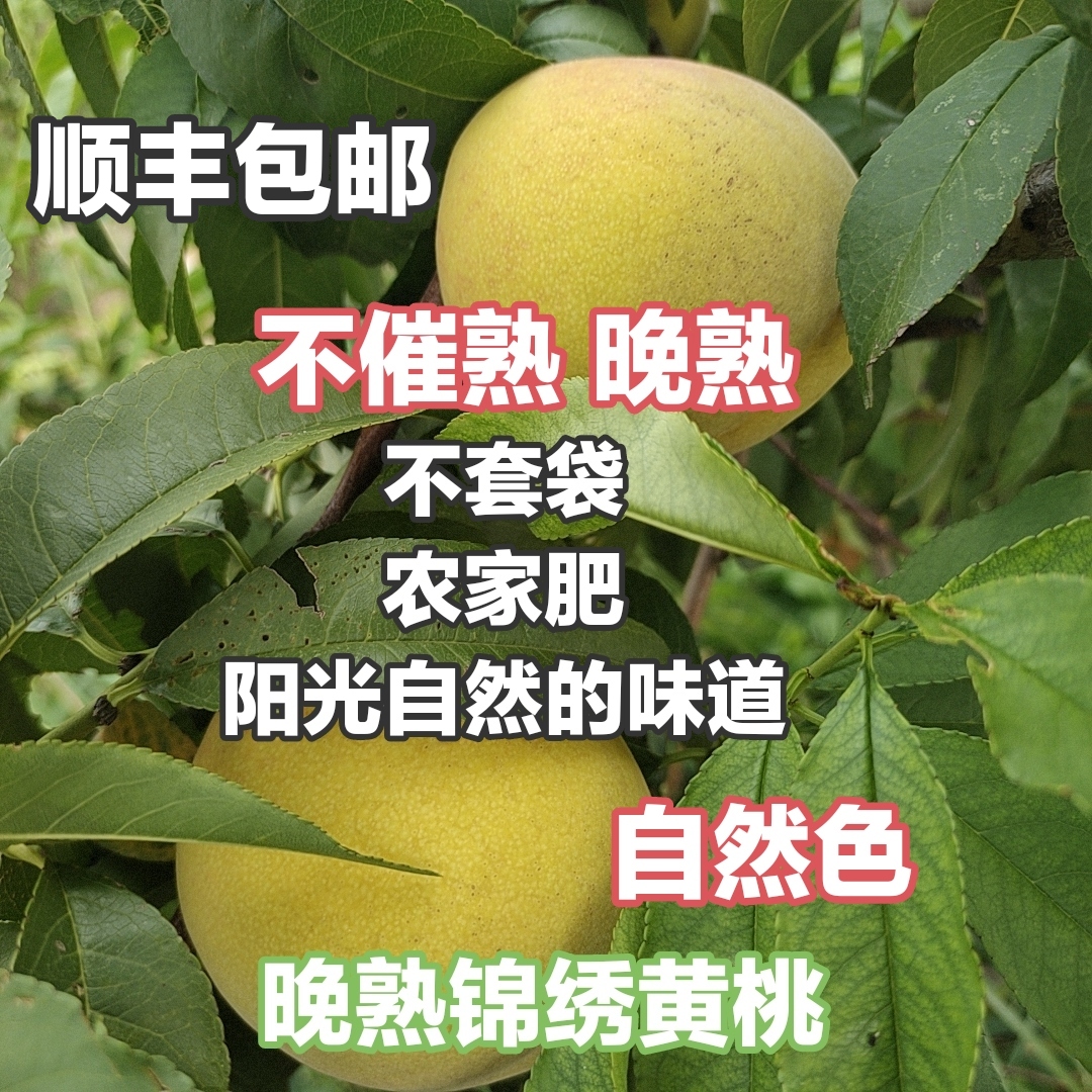 晚熟自然色丑黄桃农家肥不套袋拒绝除草剂催熟剂4.5-5斤顺丰包邮