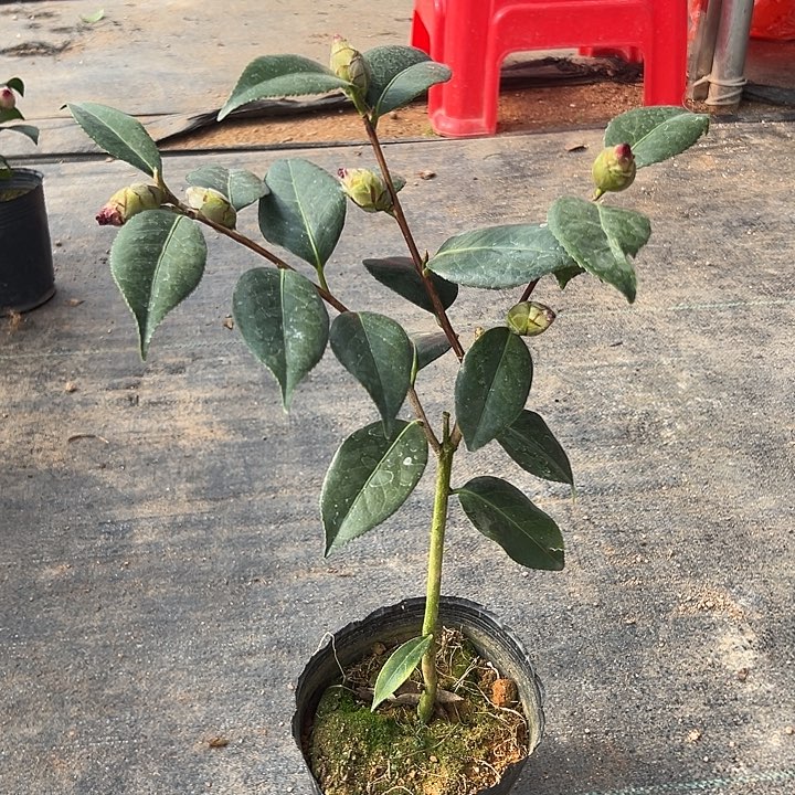 大部分花苞少量开放，天鹅绒