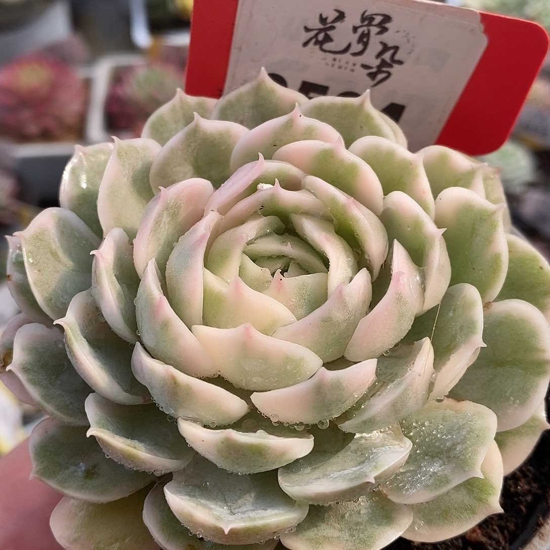 594盎司诺哈哈哈哈哈