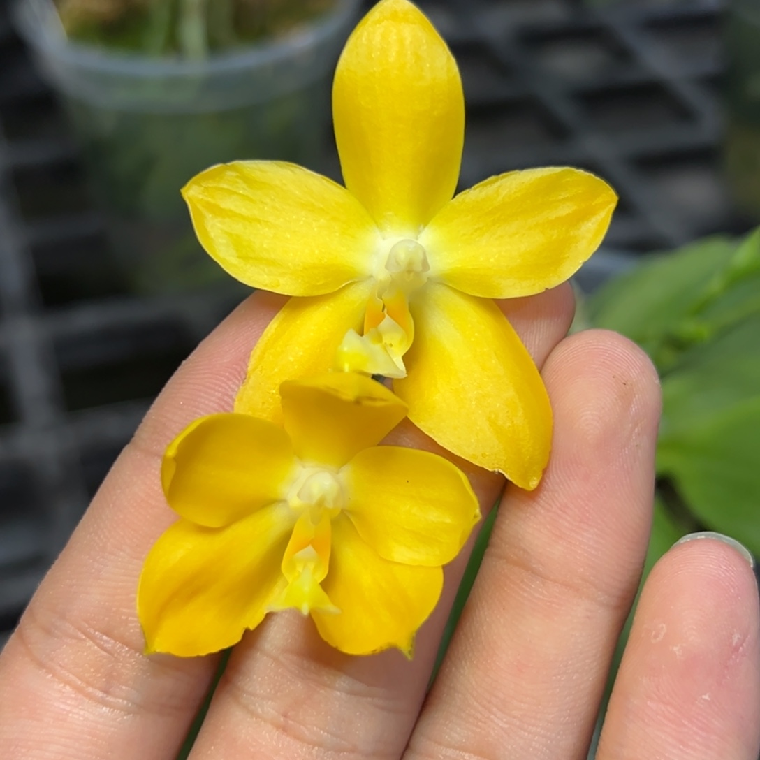 完全开放l872三寸