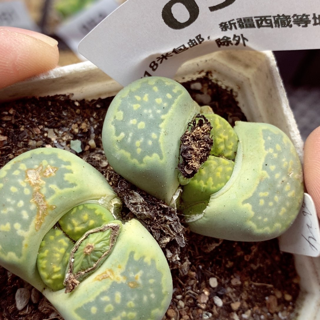 我是一只小小鸟地域鬼053