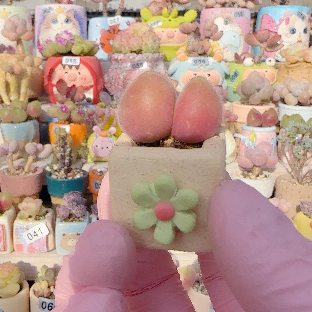 可爱毛翠 盆口1.8cm