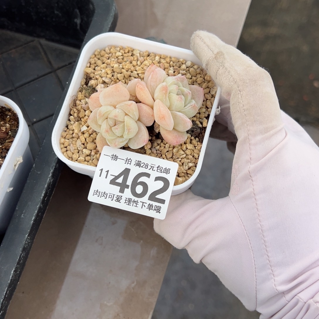 冰玉，多肉多肉多肉多肉