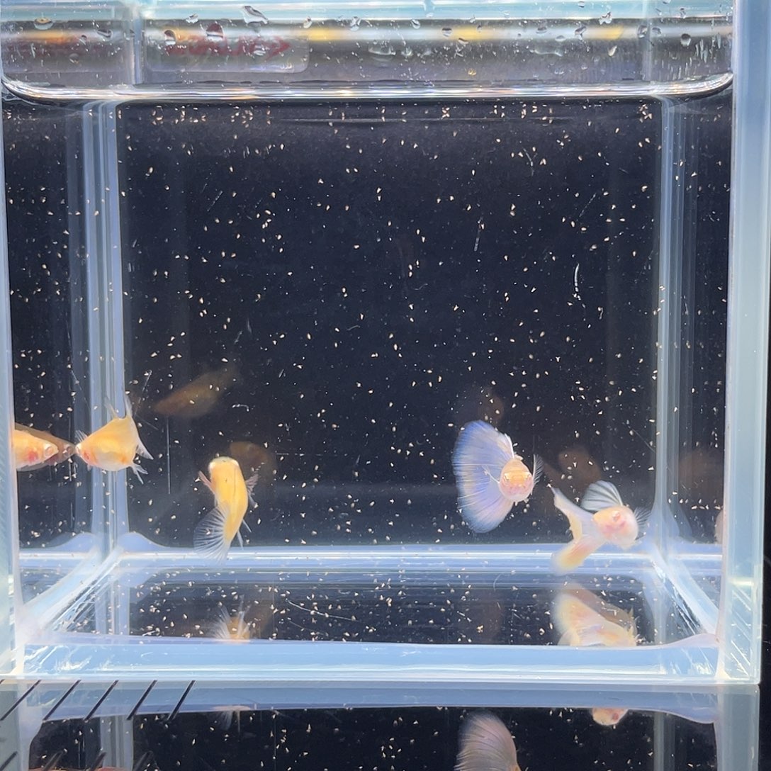 孔雀鱼金粉墨子白子