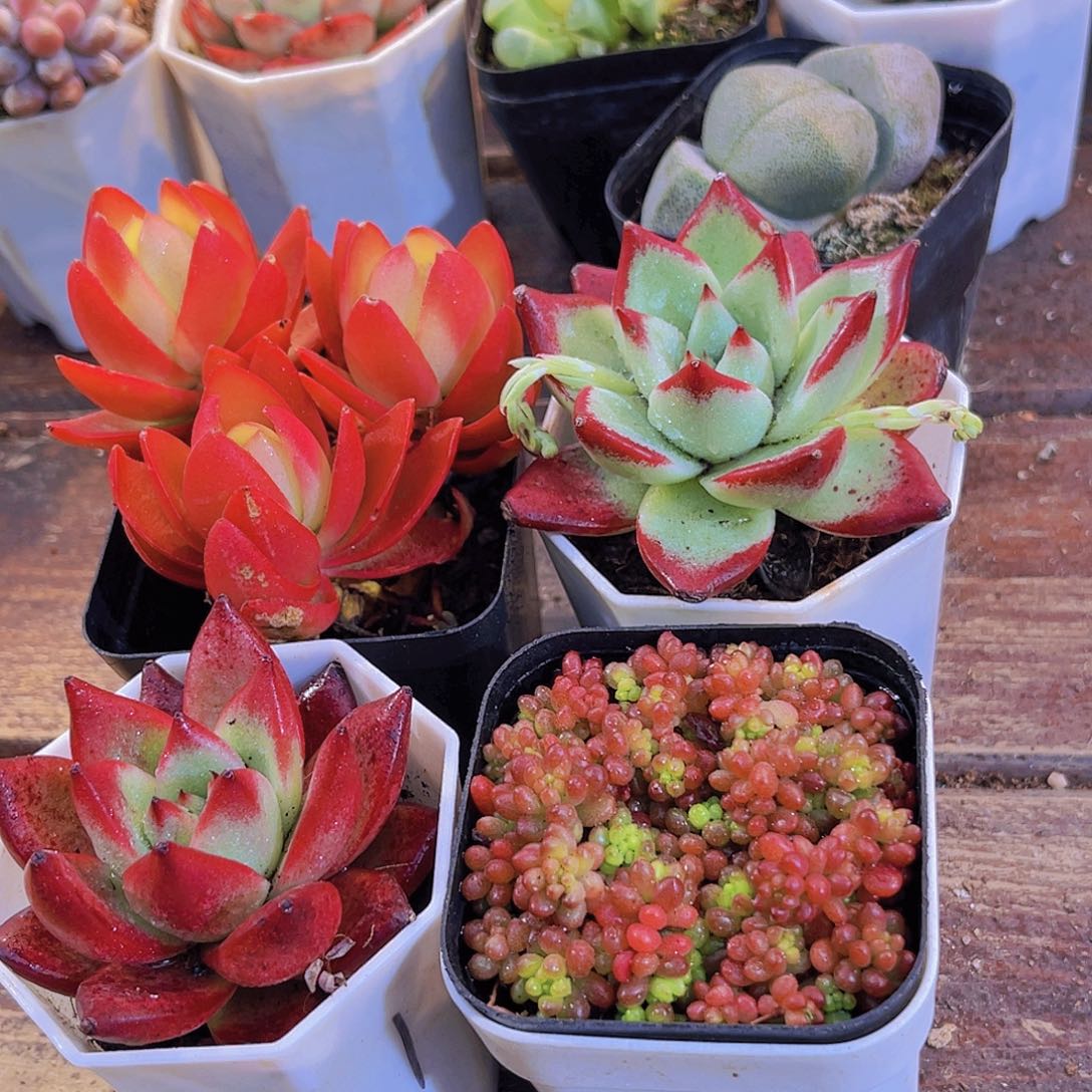 如图4盆带盆土图4111111