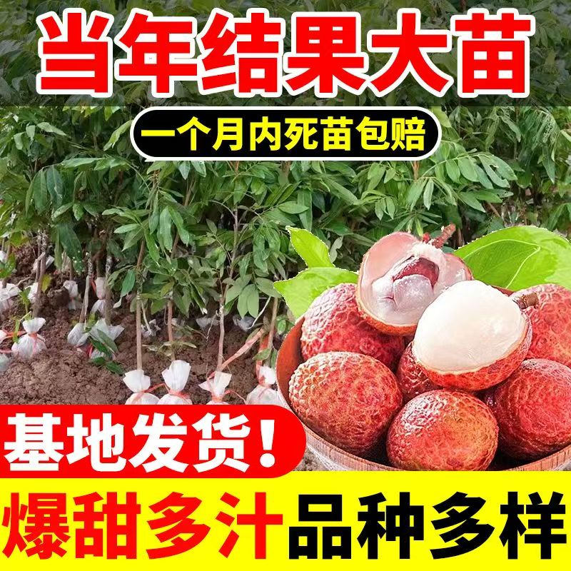 新品种荔枝树苗嫁接冰荔无核荔枝苗盆栽地栽庭院种植桂味果树苗