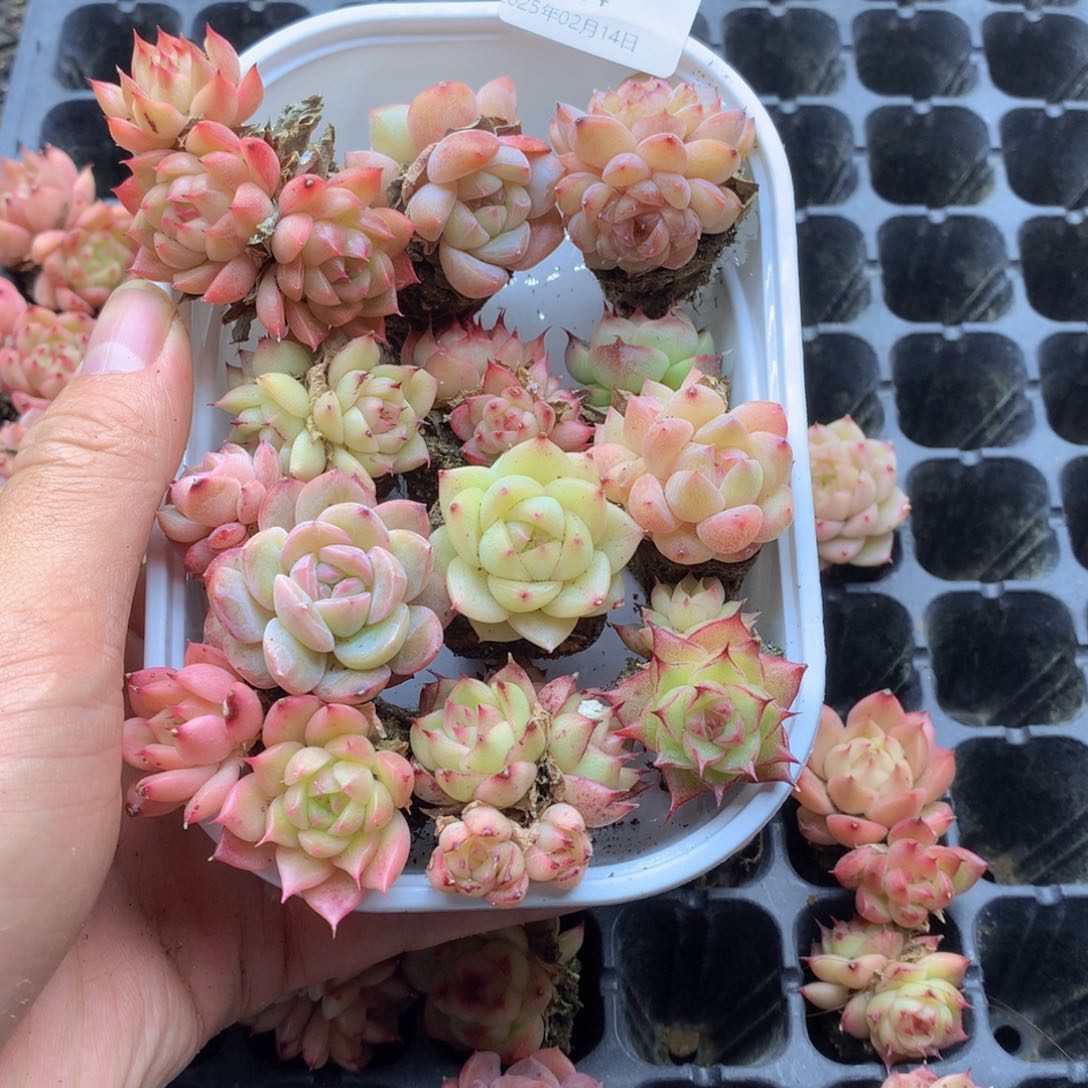 反反复复还是去了044