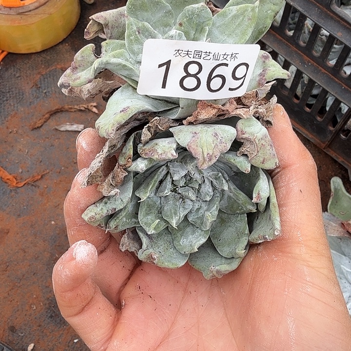 3代杂交仙女杯多肉福利瑕疵处