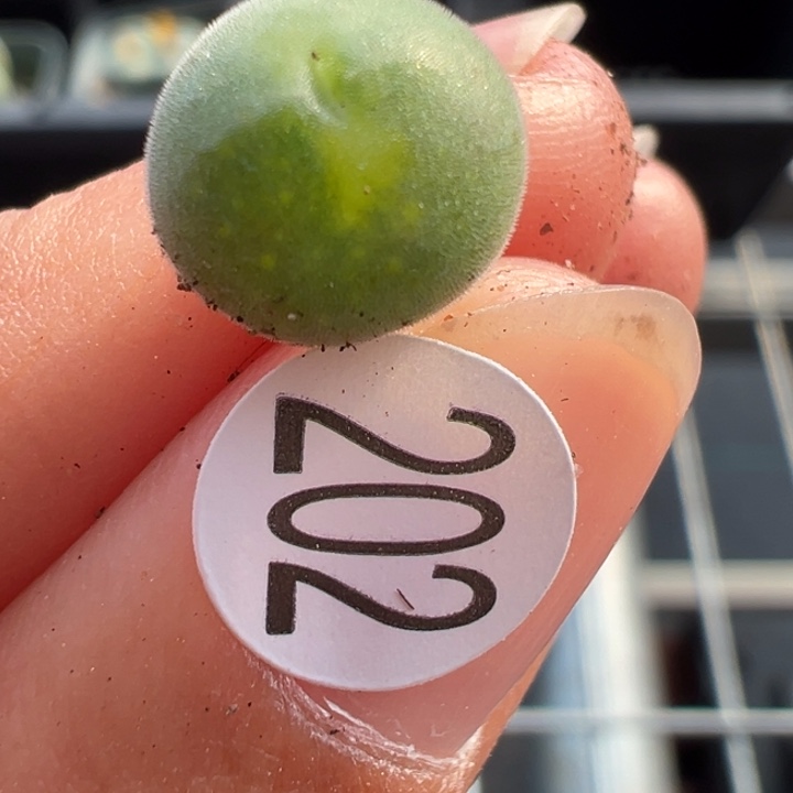 202好双11福利不代表平时价格