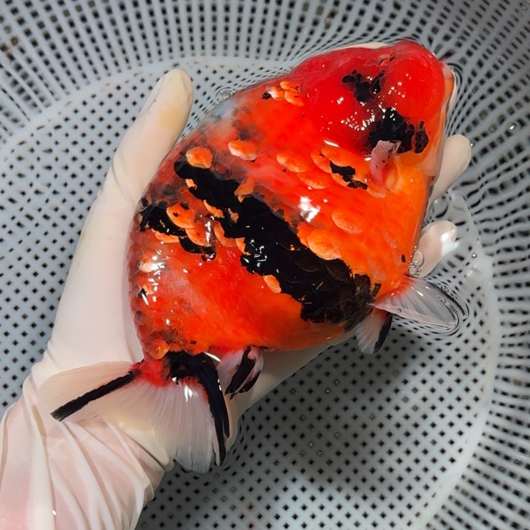 金鱼精品兰寿兰寿