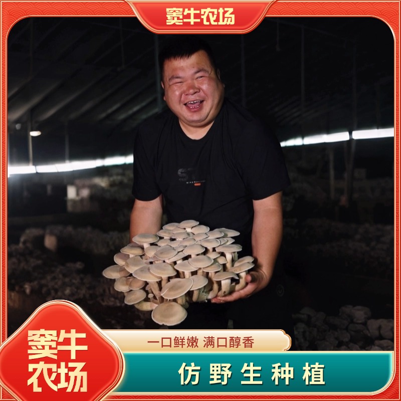 【现摘现发】窦牛农场精选新鲜鹿茸菇脆脆菇鲜货菌菇炒菜煲汤脆嫩