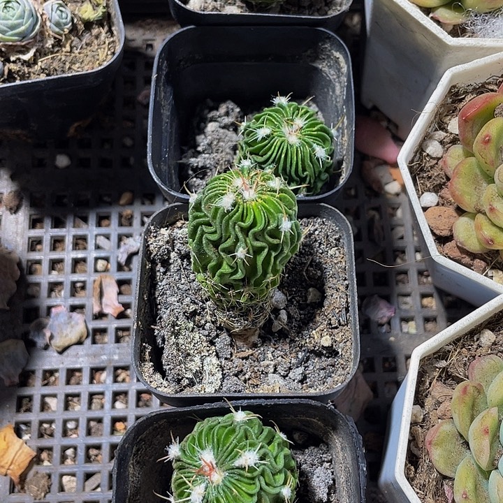 星巴克仙人球带盆土发