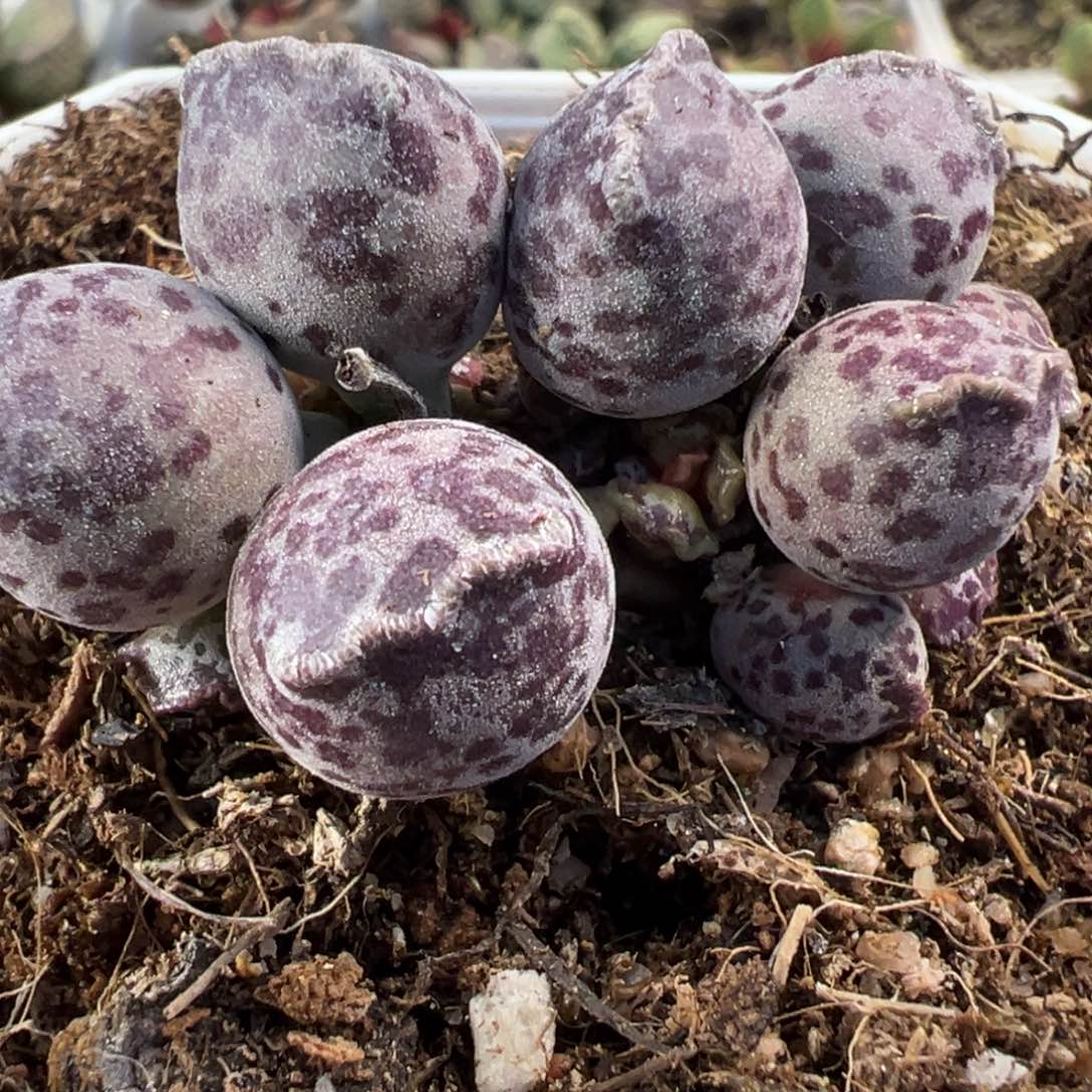 紫斑圆球达摩多头纯木质桩