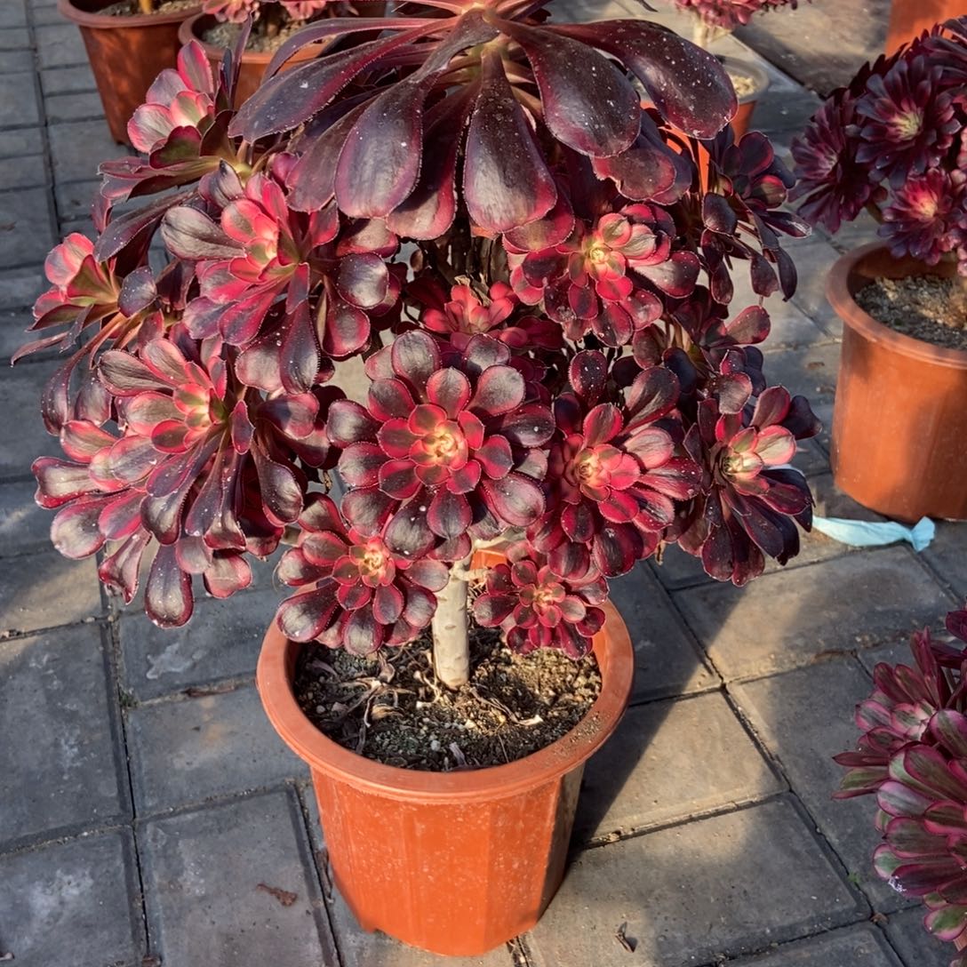 香奈儿620高38冠服35