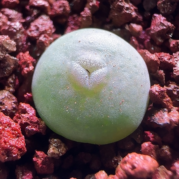 开播福利来啦。 234