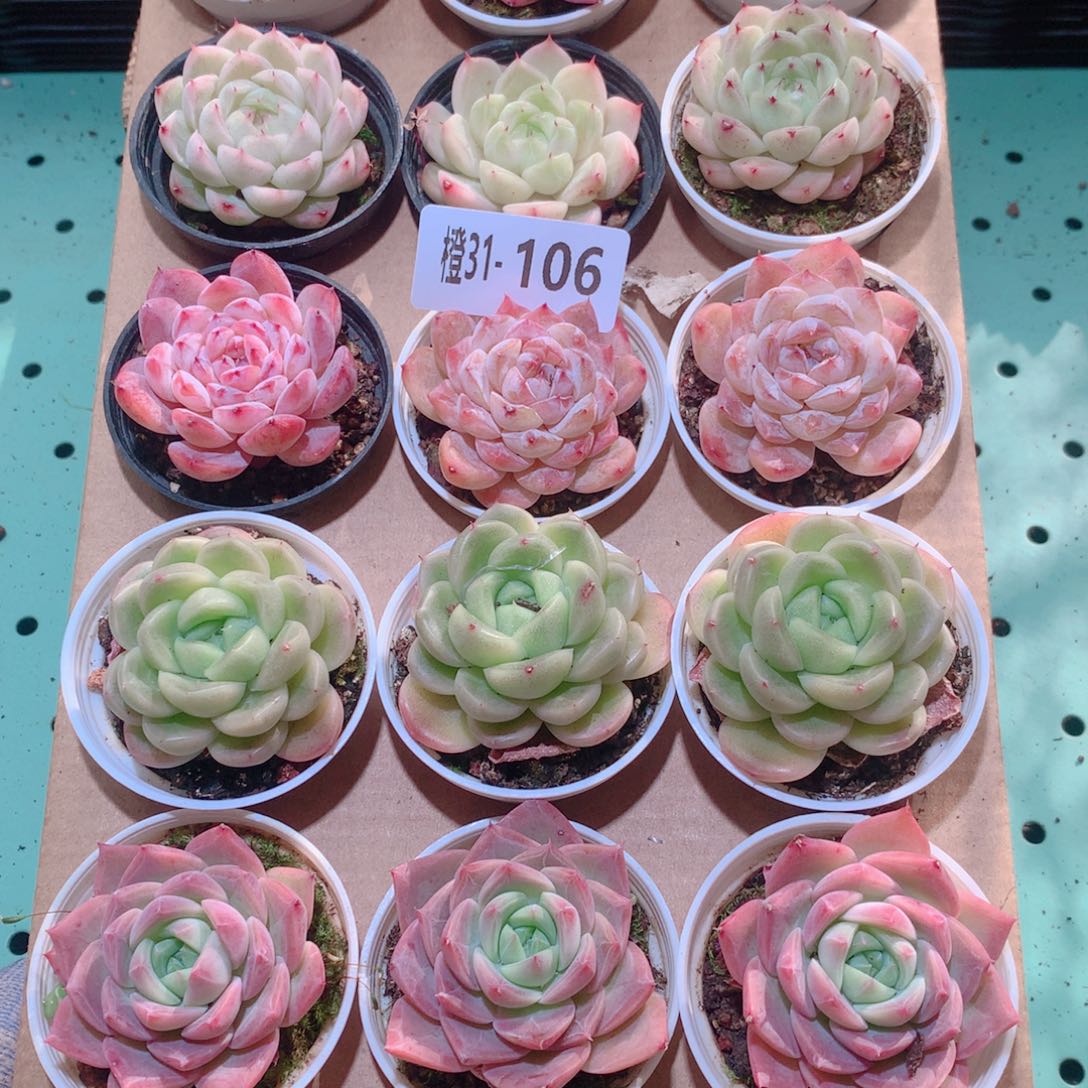 31-106一物一拍多肉带盆18颗