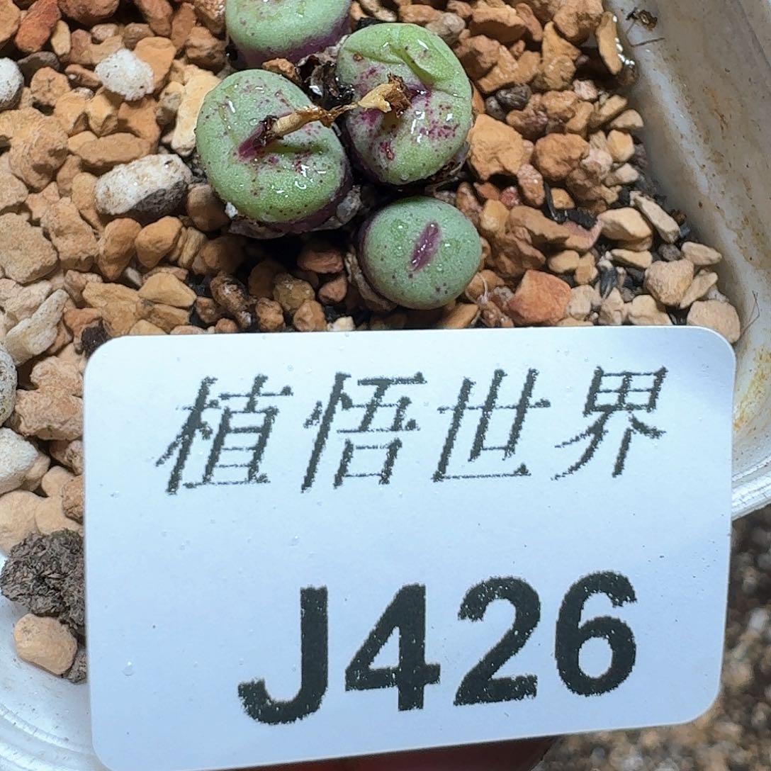 426号多肉植物e v