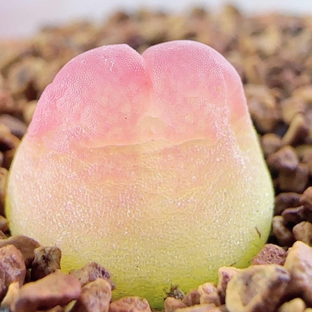 3.7.31/尺寸1.0/紫皮拉登