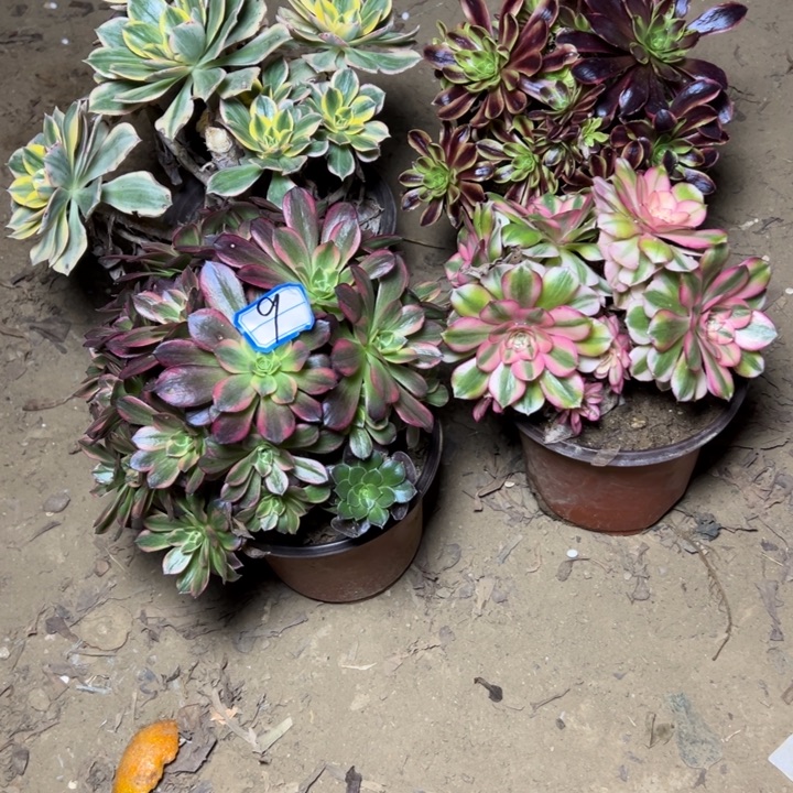 多肉植物砍头朵朵9