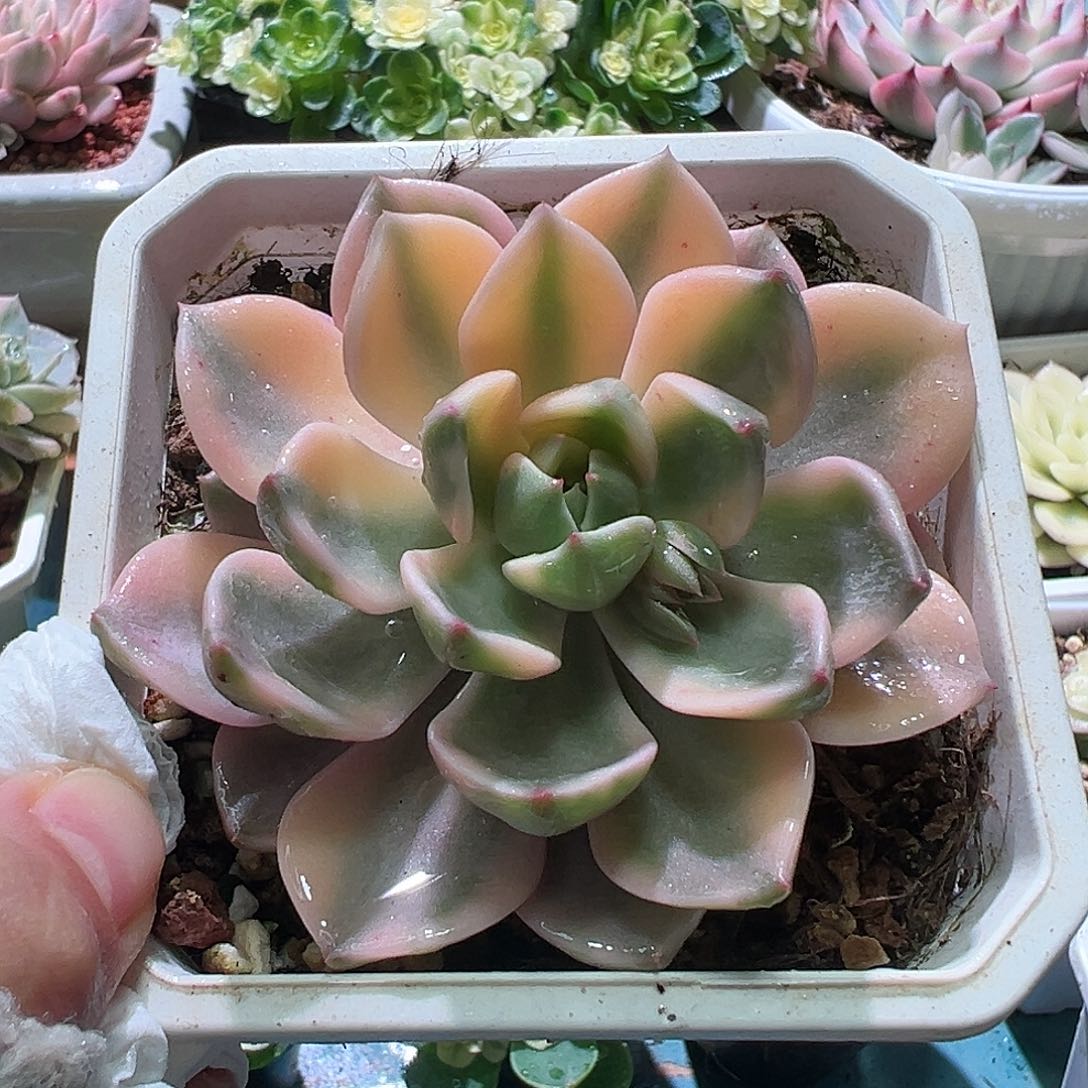 红粉佳人锦，多肉植物