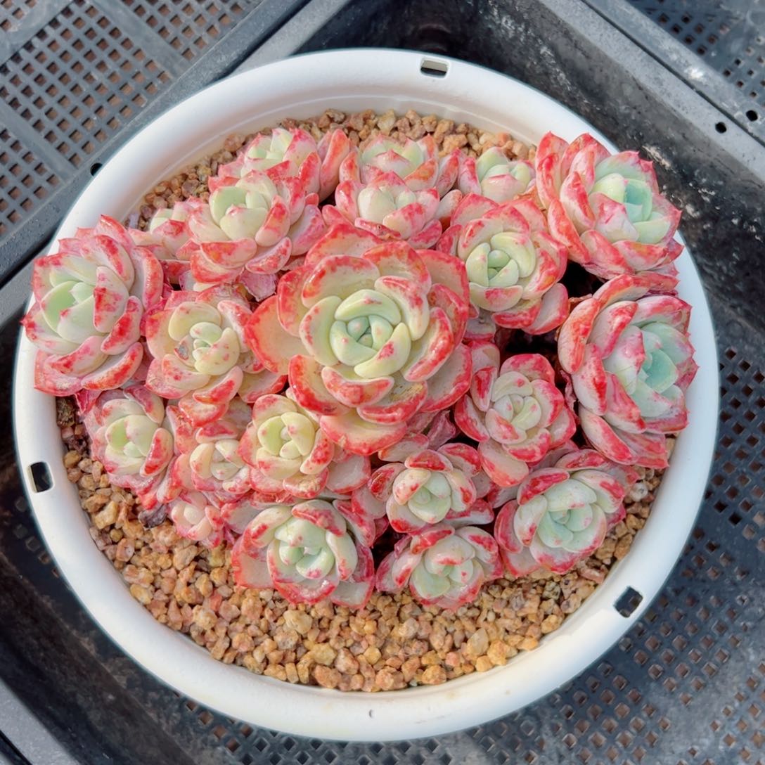 千山雪的多肉植物