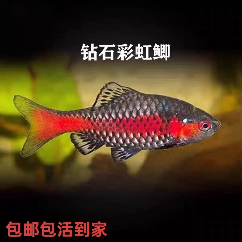钻石彩虹鲫原生冷水淡水小型观赏鱼群养溪流宠物鱼好养新手鱼