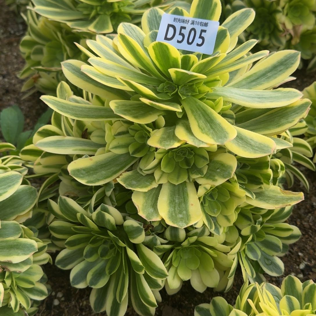 505金丝翡翠多肉植物