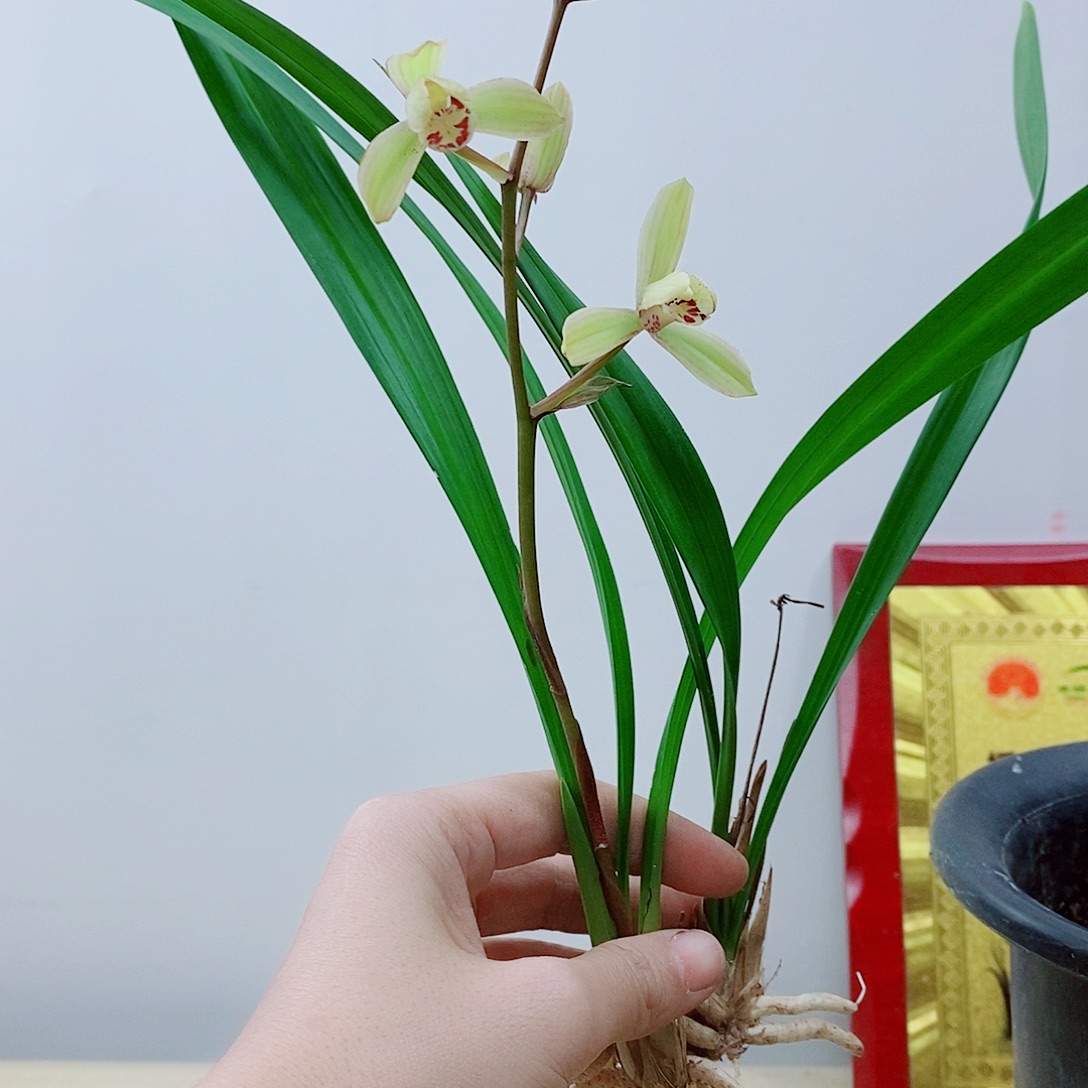 当前无花栽培后可以开花荷