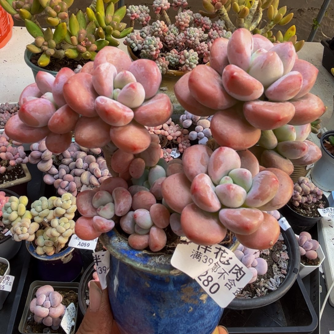 280/10cm樱花洛神多肉植物