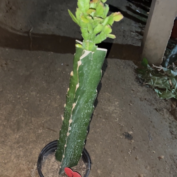 心***宽当前无花栽培后可以开花073  7