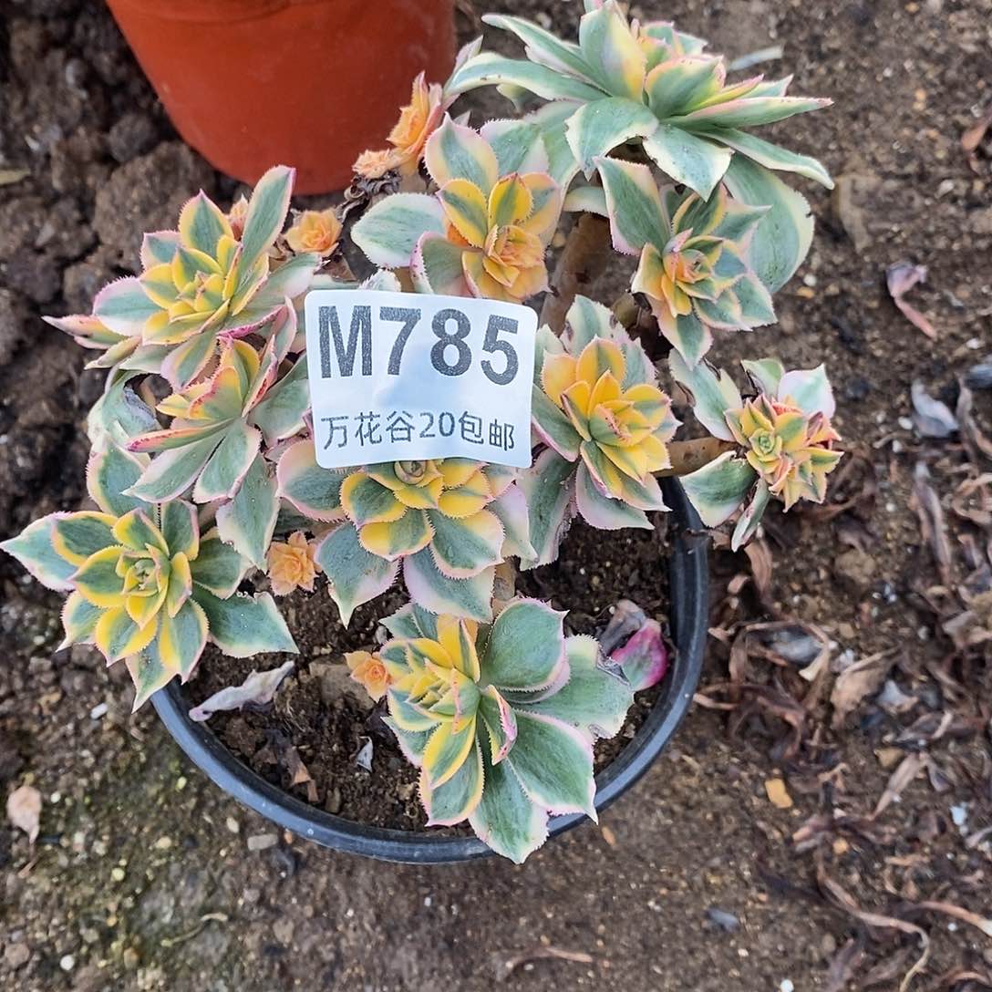 785灿烂多肉植物