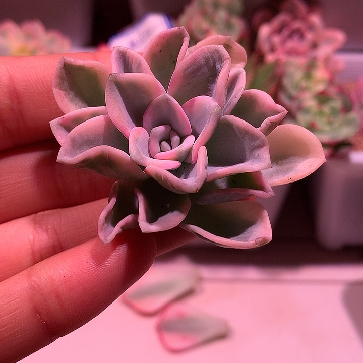 美尻锦锦锦锦锦锦锦锦