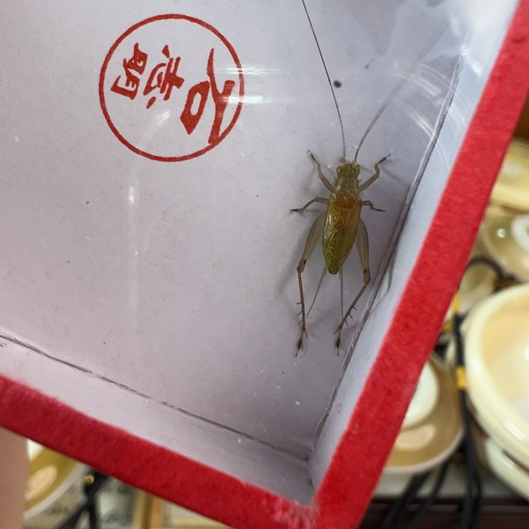 漂亮绿色大黄龄一只合适