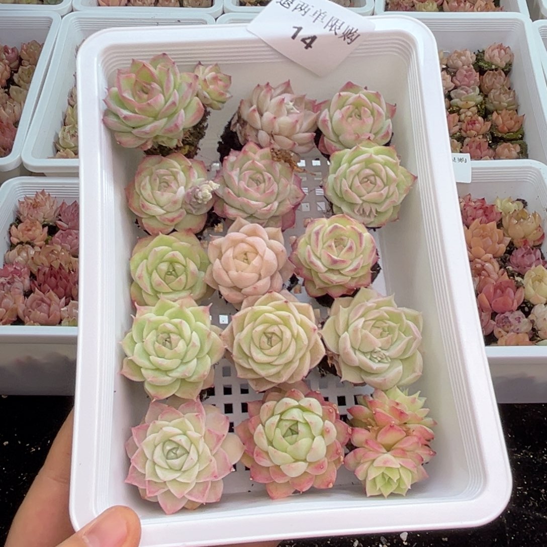 小**学14 尺寸2到3厘米 新疆西藏内蒙不发货