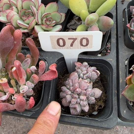 70粉珍妮缀多肉植物多